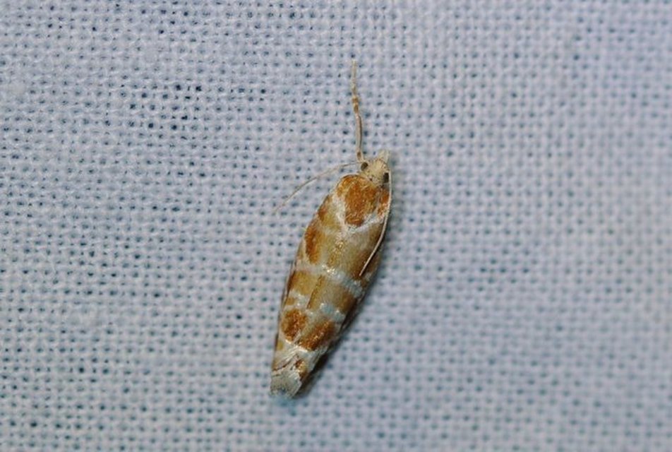 Rhyacionia