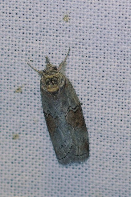 Nycteola asiatica - nyárfa-trapézbagoly