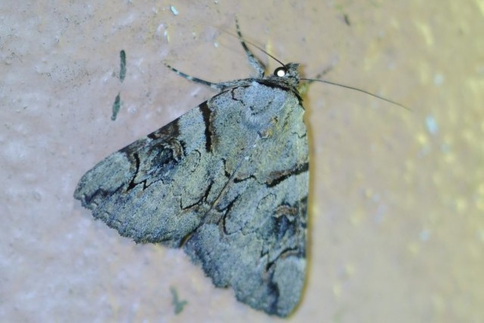 Catocala hymenaea - kökény-övesbagoly