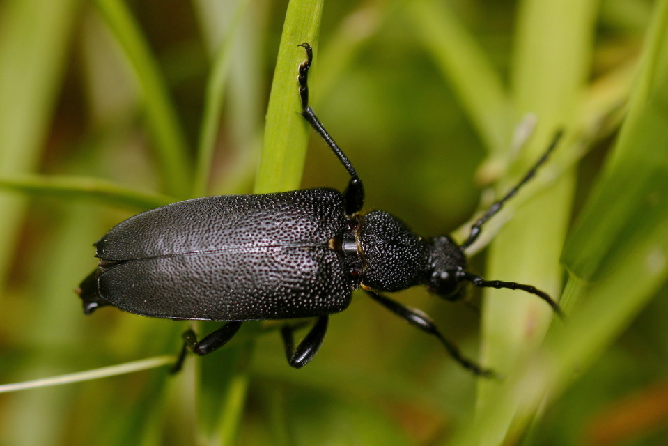 Stictoleptura scutellata - hegyi virágcincér
