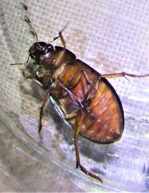 Hydrochara caraboides - kis csibor