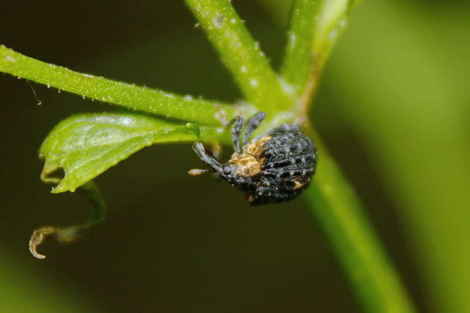Cionus scrophulariae - görvélyfű-gömbormányos