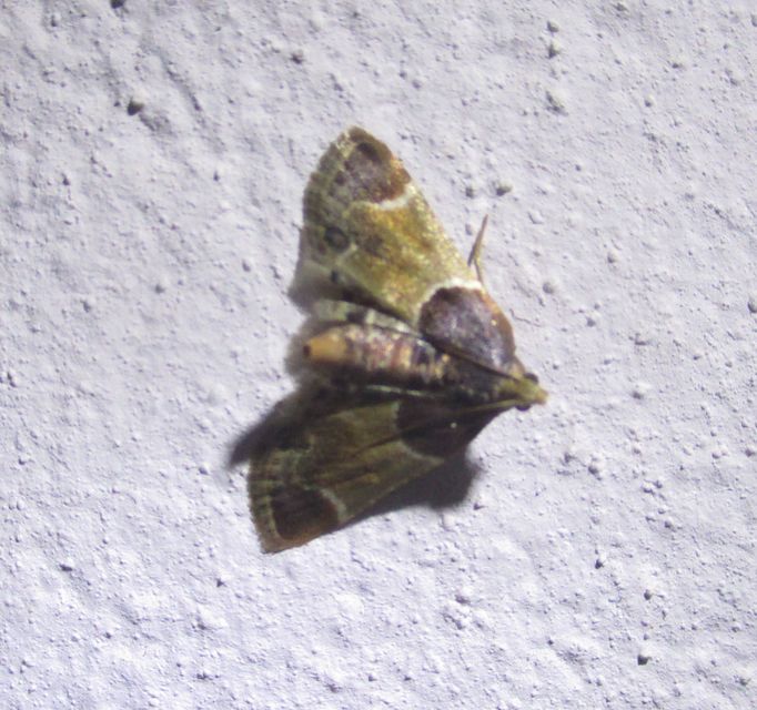 Pyralis farinalis - lisztilonca