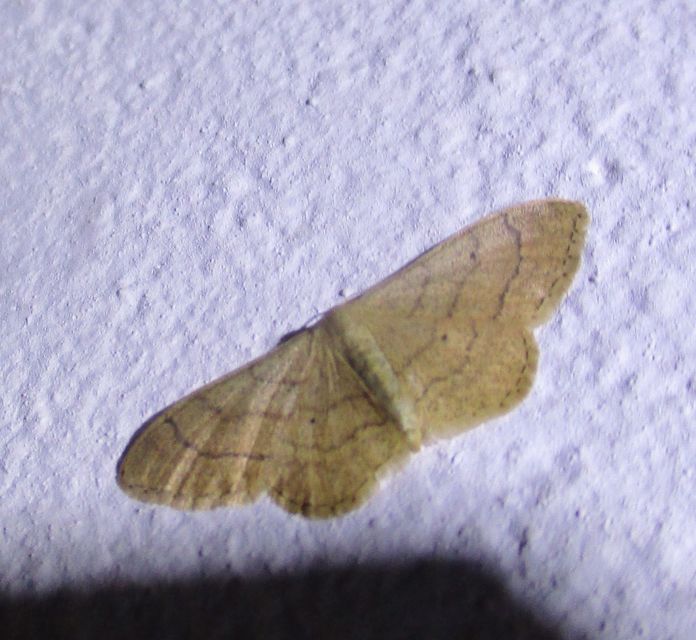 Idaea deversaria - egyszínű sávosaraszoló