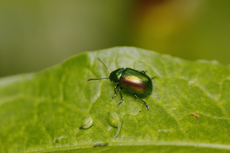 Gastrophysa viridula - sóska-levélbogár Gastrophysa viridula - sóska-levélbogár