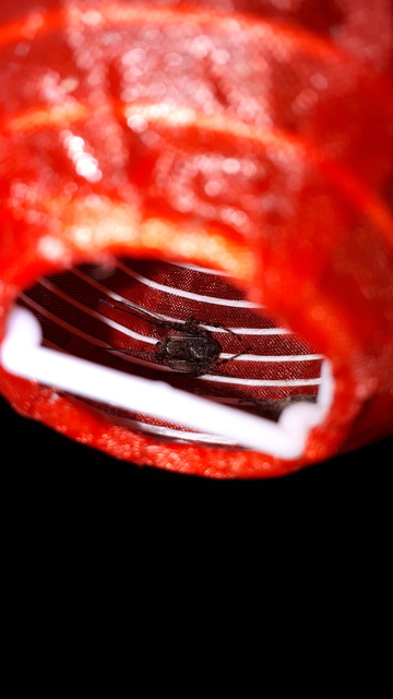 Larinioides ixobolus - ereszalji keresztespók