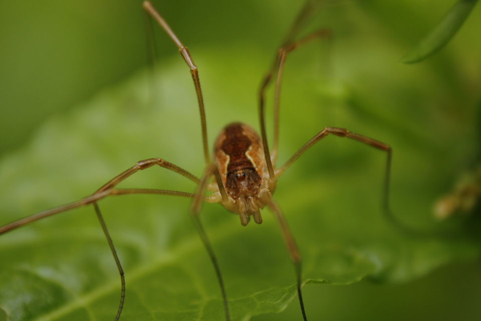 Mitopus morio