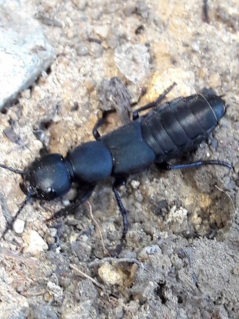 Ocypus ophthalmicus - kék holyva