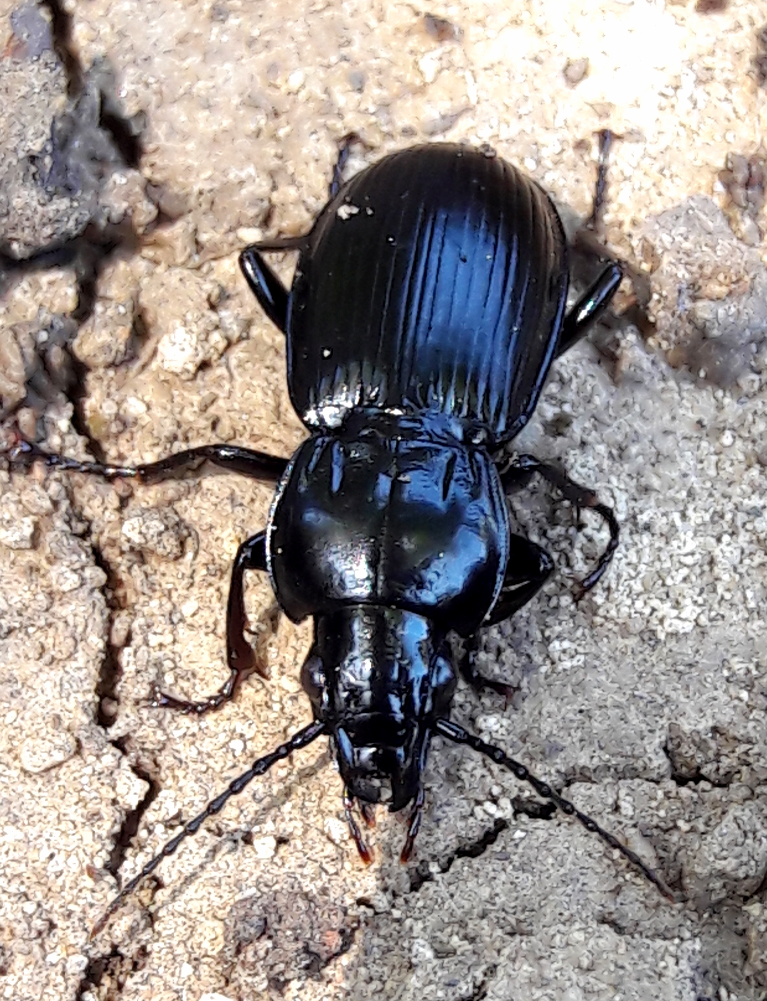 Pterostichus melas - fényes gyászfutó