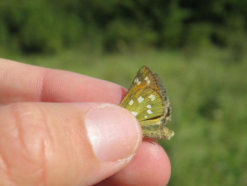 Hesperia comma - vesszős busalepke