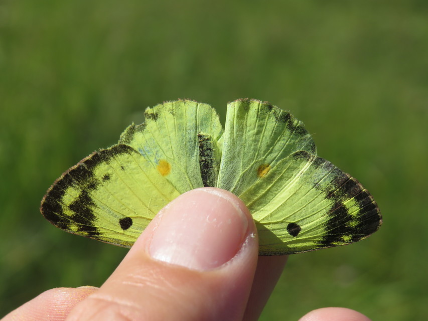 Colias alfacariensis - déli kéneslepke