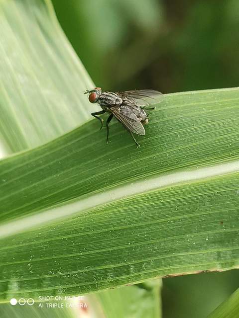 Sarcophagidae - húslégyfélék