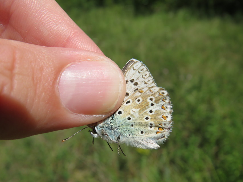Polyommatus coridon - ezüstkék boglárka