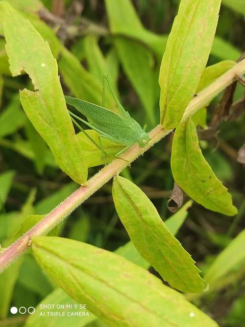 Phaneroptera nana - pontozott repülőszöcske