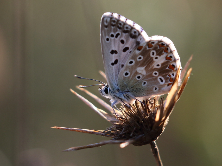 Polyommatus coridon - ezüstkék boglárka