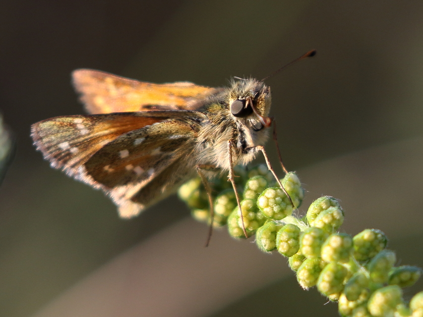 Hesperia comma - vesszős busalepke