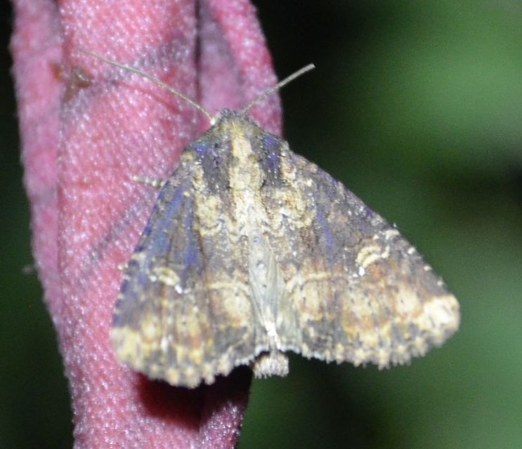 Mesapamea secalella/secalis