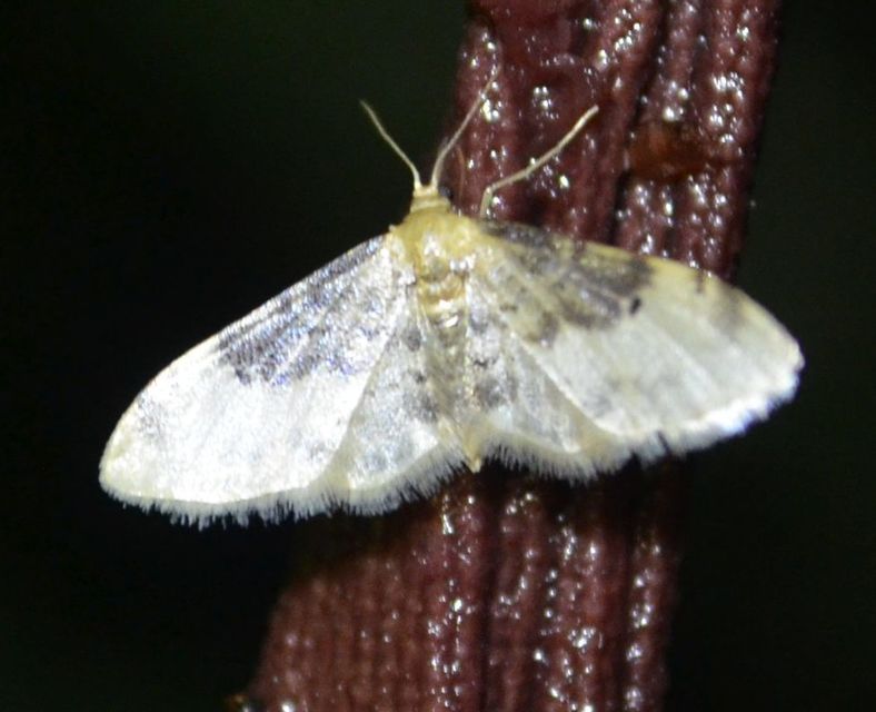 Idaea filicata - sötéttövű apróaraszoló