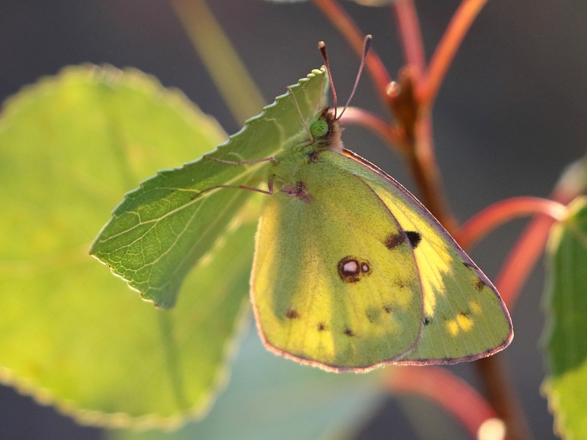 Colias erate - csángó-kéneslepke