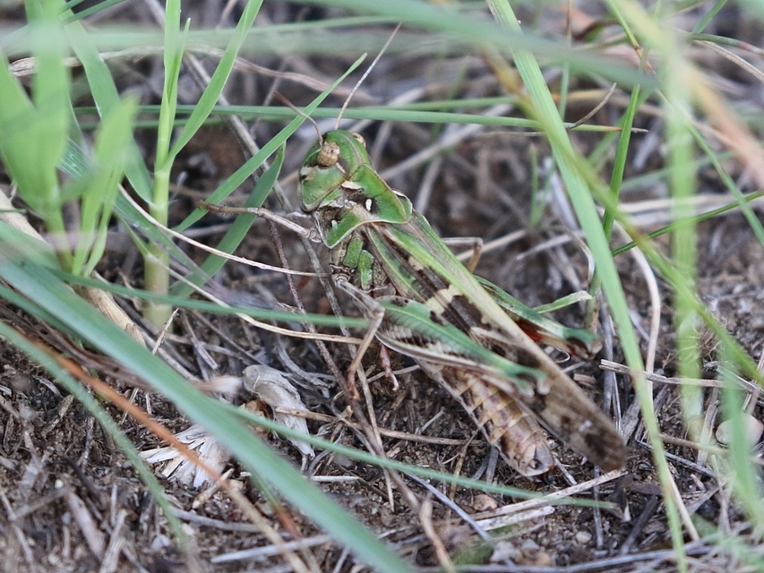 Oedaleus decorus - szalagos sáska