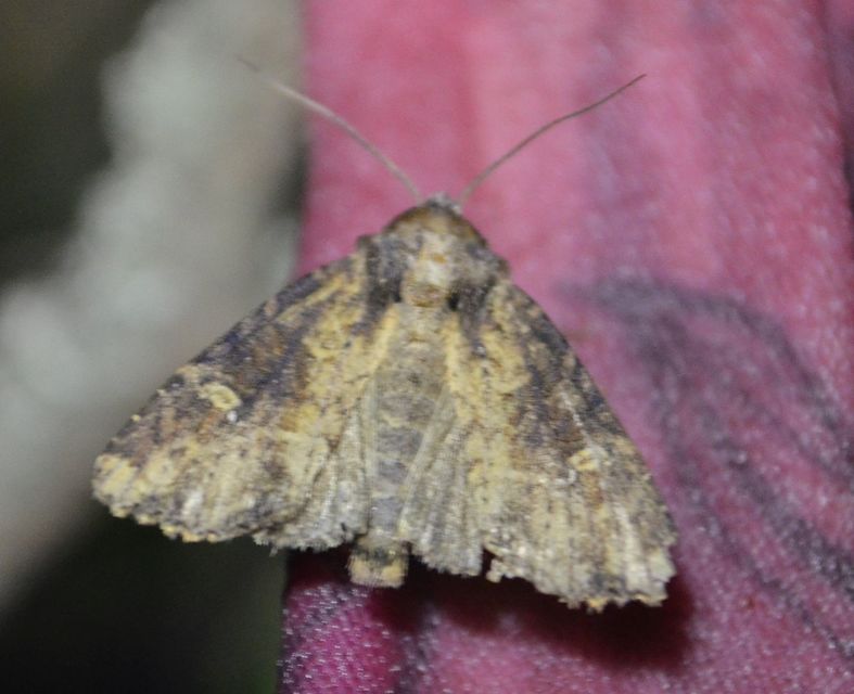Mesapamea secalella/secalis