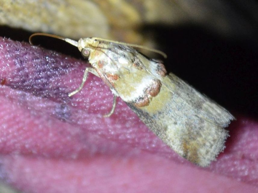 Acrobasis tumidana - bordás karcsúmoly