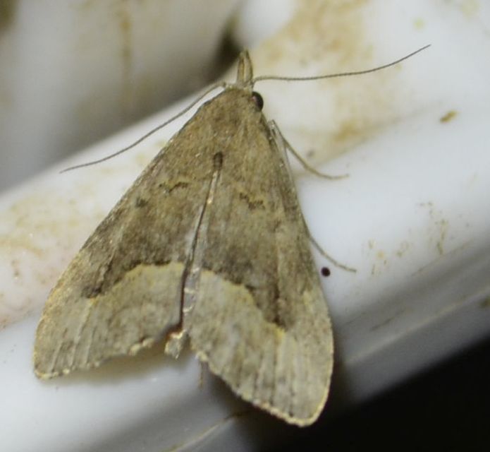 Schrankia taenialis - lomberdei karcsúbagoly