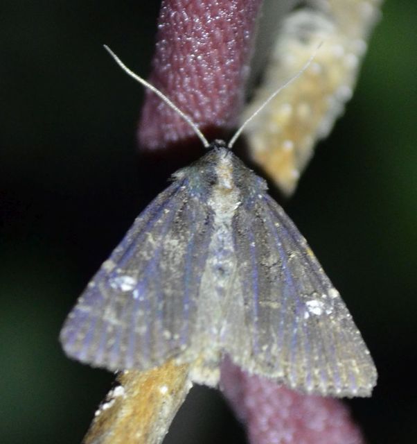 Mesapamea secalella/secalis