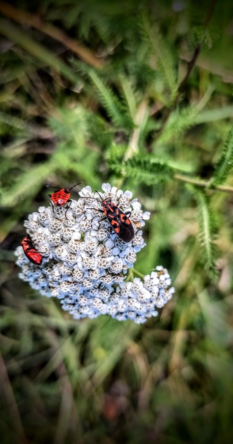Spilostethus saxatilis - virágbodobács