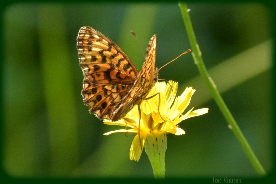 Boloria dia - kis gyöngyházlepke