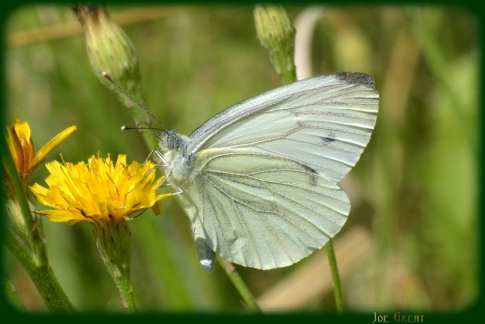 Pieris napi - repcelepke