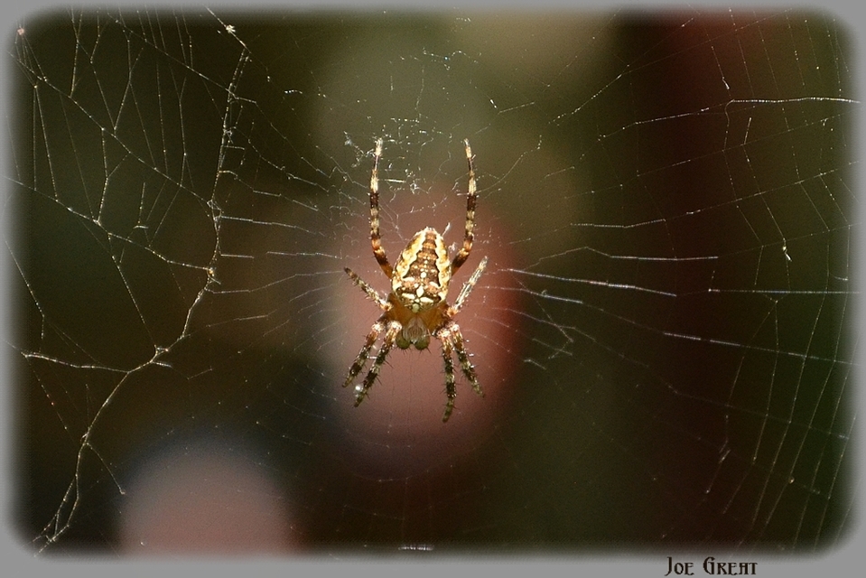 Araneus diadematus - koronás keresztespók