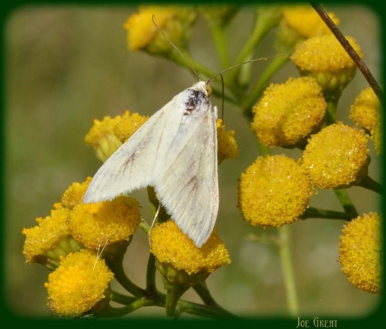Sitochroa palealis - kénszárnyú dudvamoly