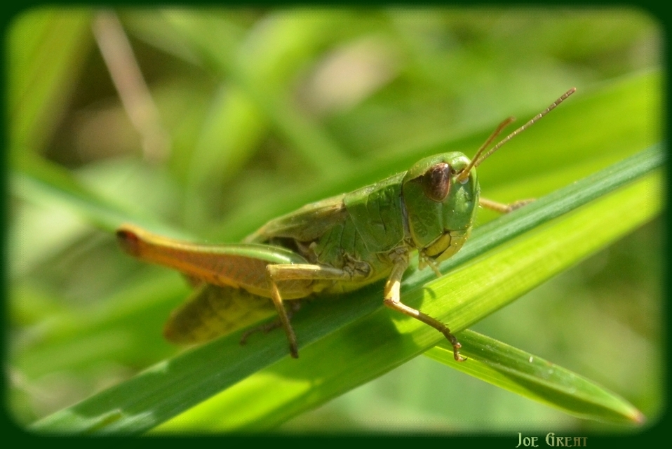 Pseudochorthippus parallelus - közönséges rétisáska