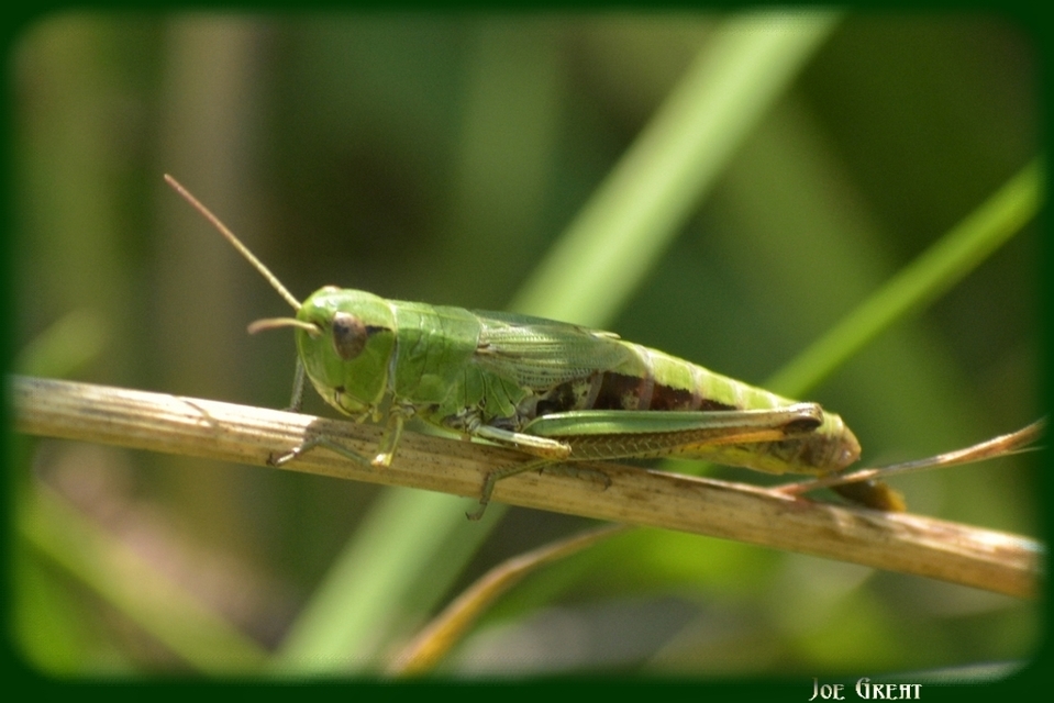 Pseudochorthippus parallelus - közönséges rétisáska