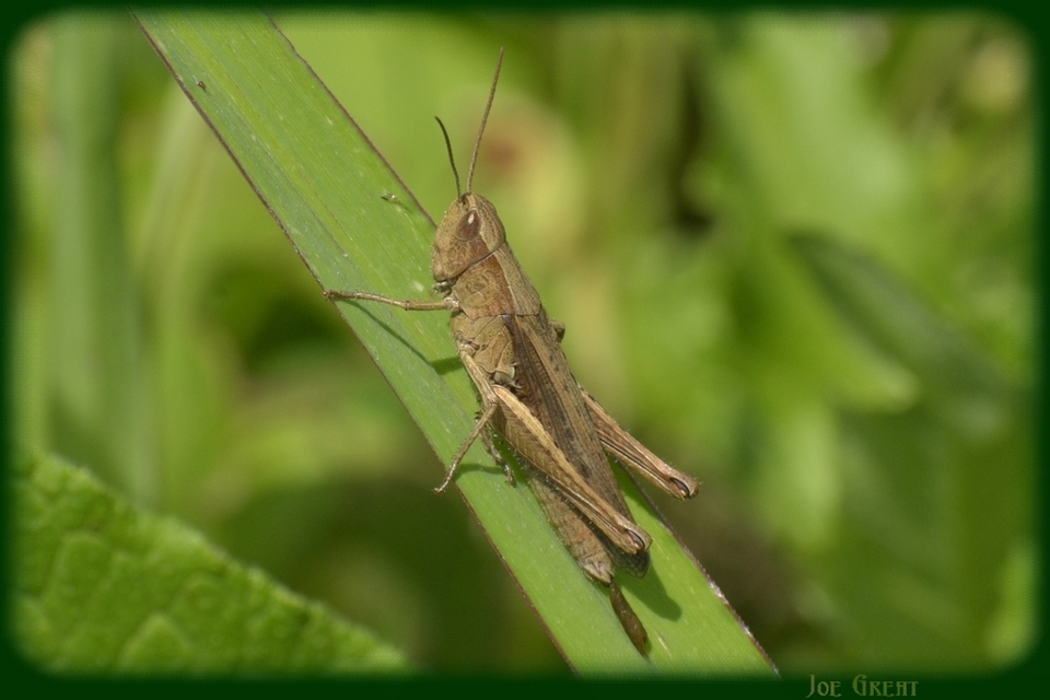 Chorthippus dorsatus - hátas rétisáska