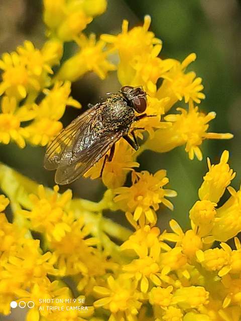 Pollenia