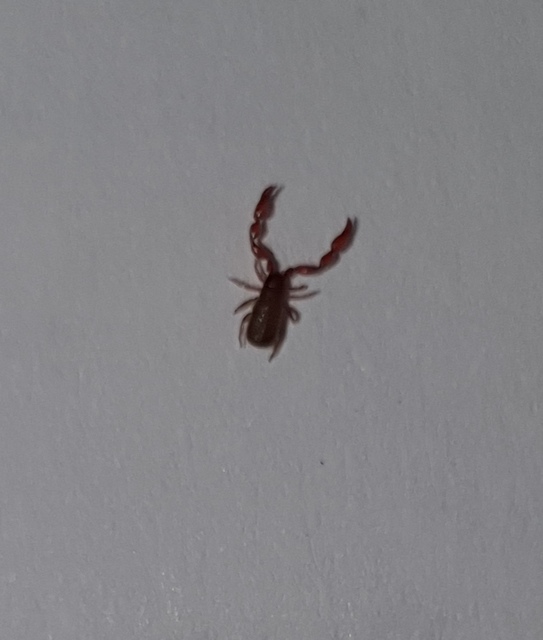 Pseudoscorpionida - Álskorpiók