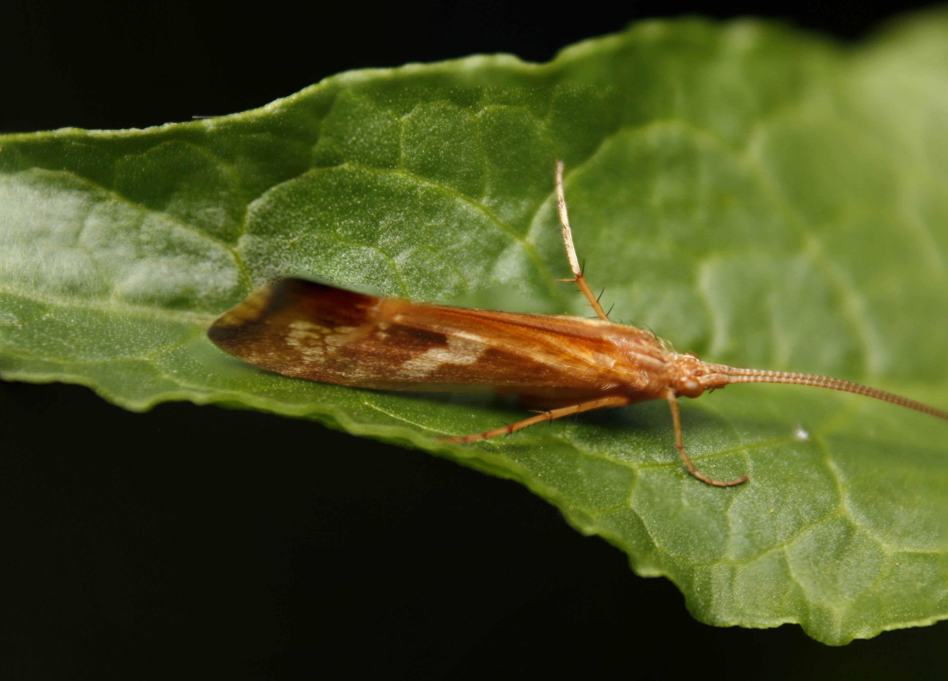 Limnephilus lunatus