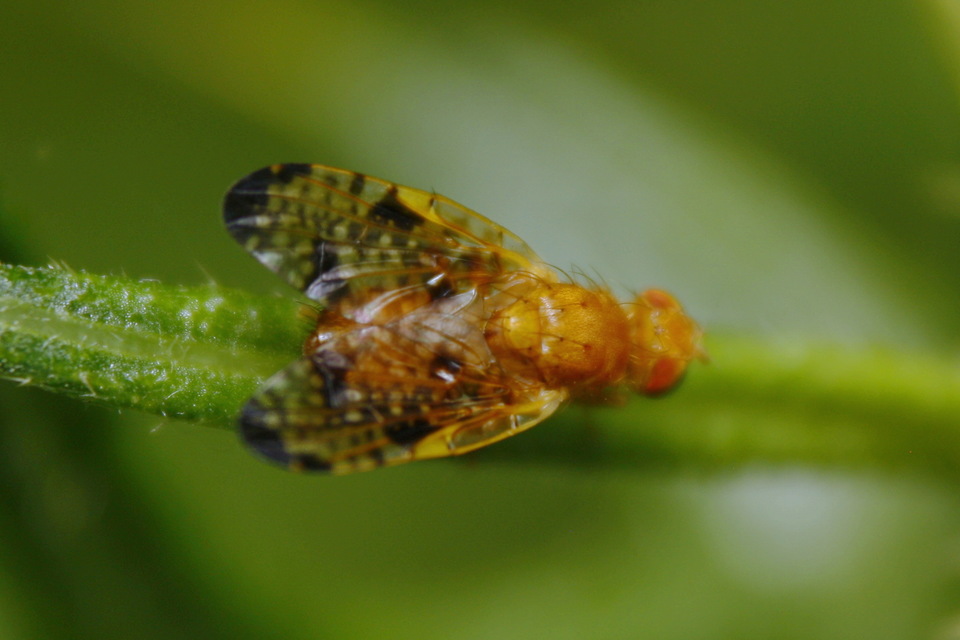 Xyphosia miliaria