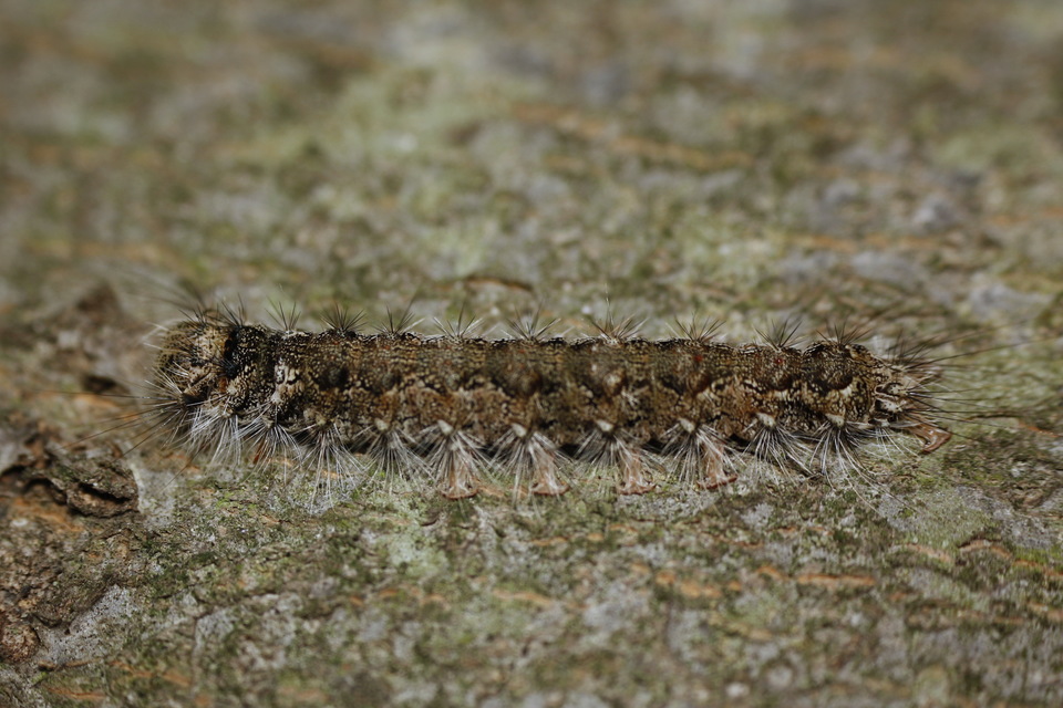 Lymantria monacha - apácalepke