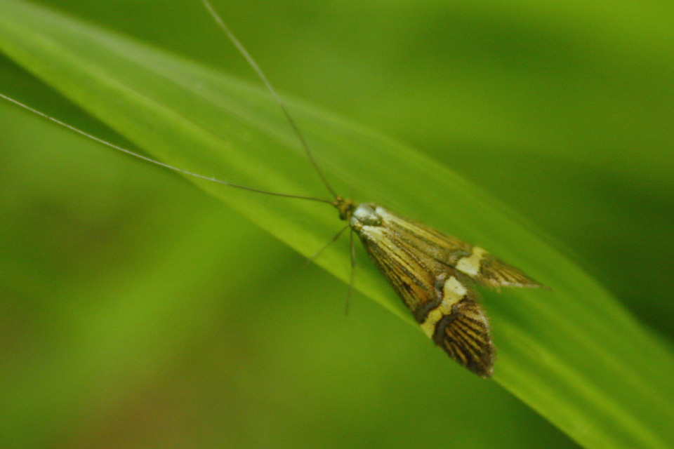 Nemophora degeerella - pompás tőrösmoly