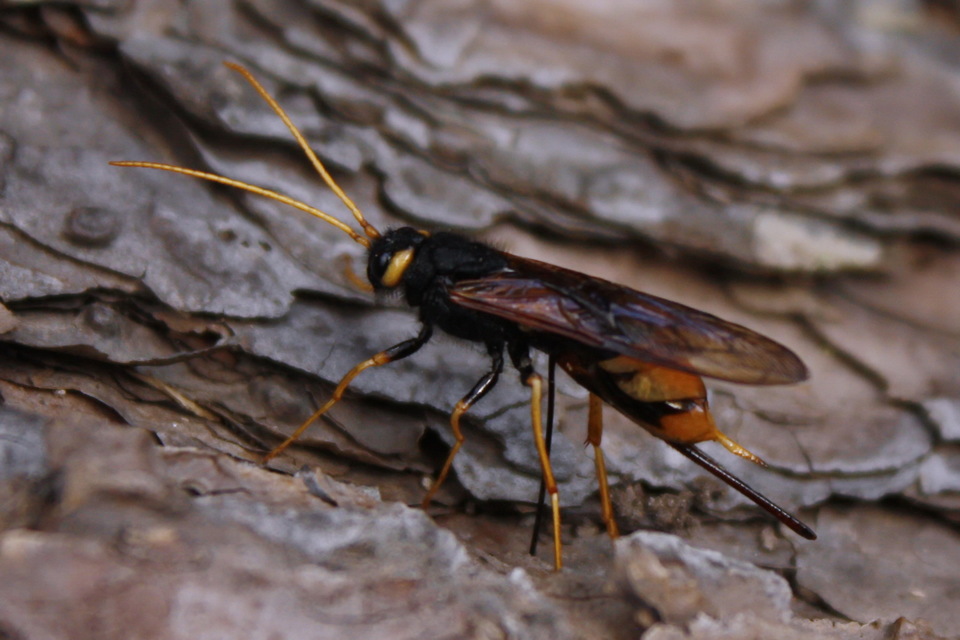 Urocerus gigas