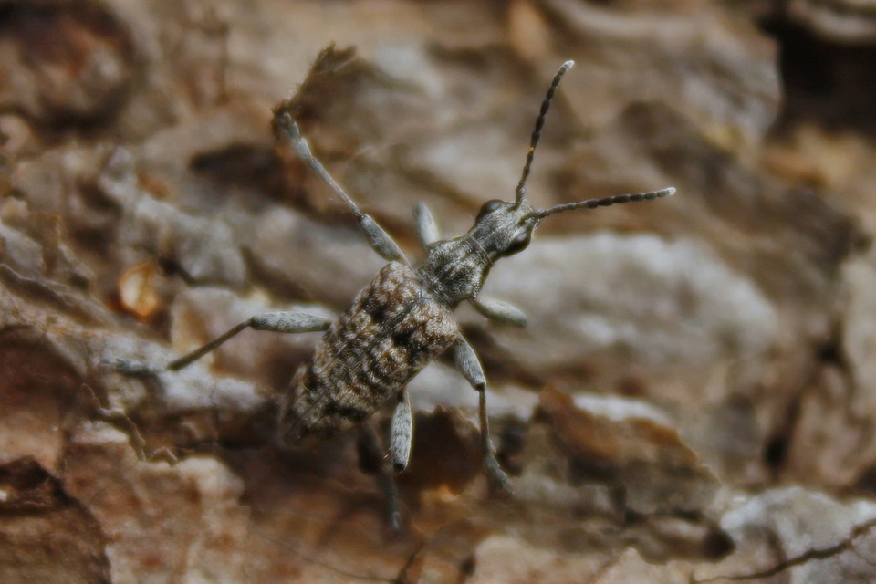 Rhagium inquisitor - fenyves-tövisescincér