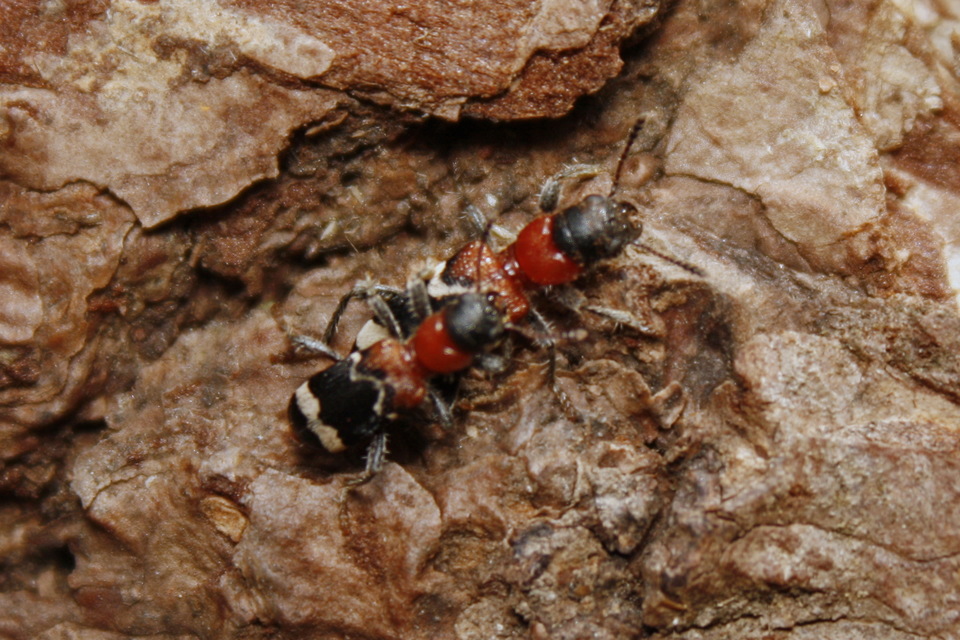 Thanasimus formicarius - vörösnyakú szúfarkas