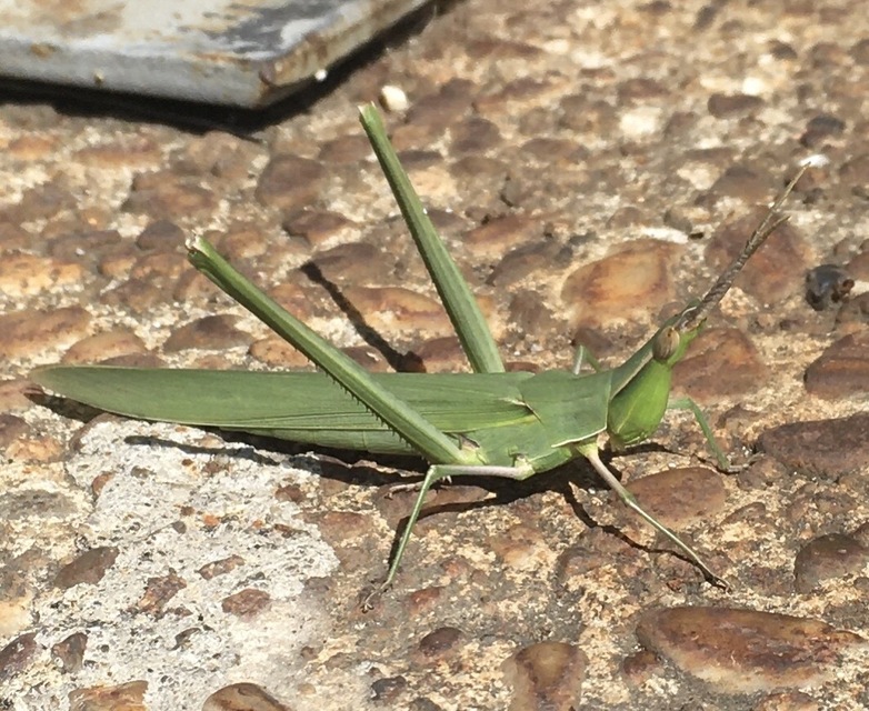 Acrida ungarica - sisakos sáska Acrida ungarica - sisakos sáska