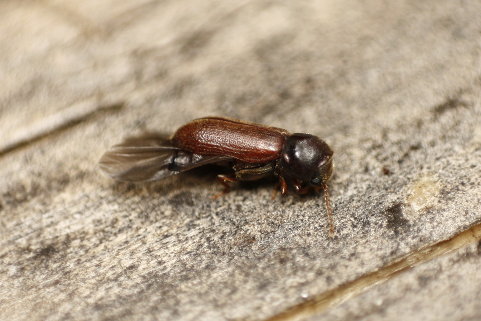 Ptilinus pectinicornis - fésűscsápú álszú