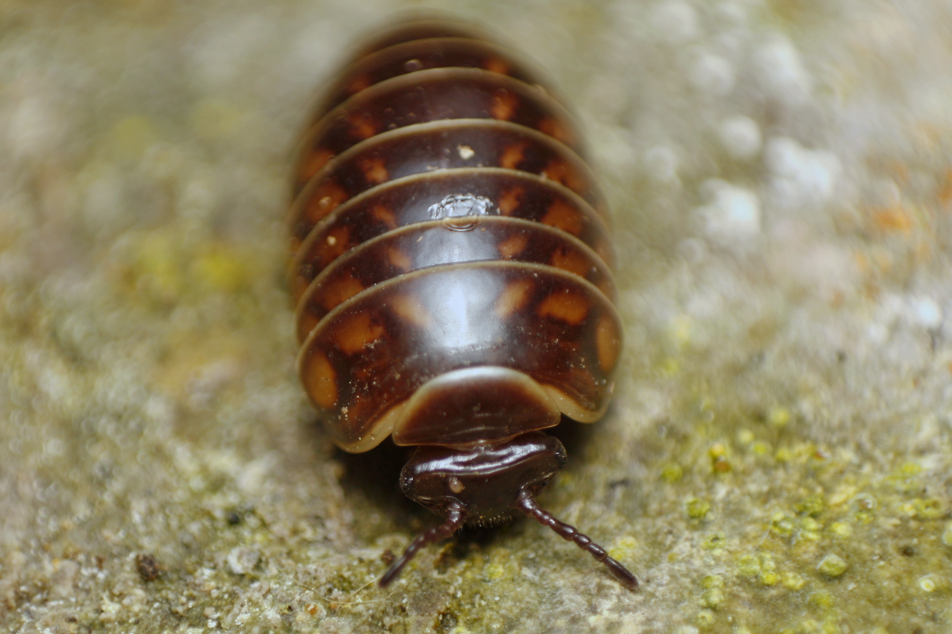 Glomeris hexasticha