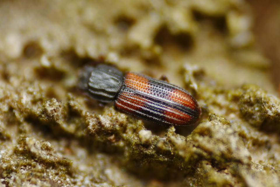 Bitoma crenata - szalagos héjbogár