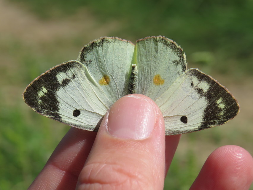 Colias hyale/alfacariensis